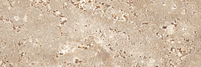 TRAVERTINO CREAM SQ. 20X60
