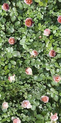 CORAL ROSE